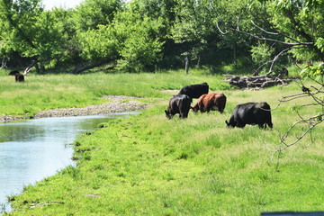 Fototapeta na wymiar Cows by Stream