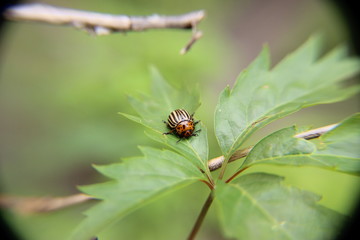 Colorado potato beetle