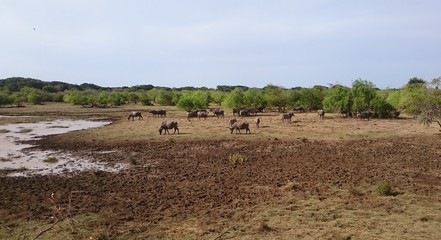 A herd of water buffalos are grazing together