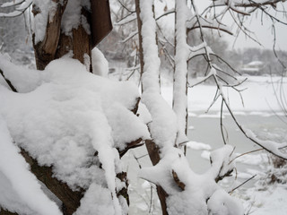 Branches of trees and bushes covered with fresh snow in winter. Natural background.