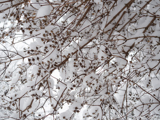 Branches of trees and bushes covered with fresh snow in winter. Natural background.