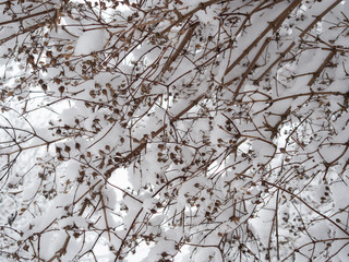 Branches of trees and bushes covered with fresh snow in winter. Natural background.