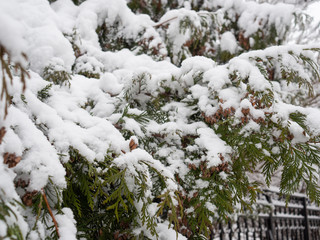 Thuja branches under the first snow. Nature background.