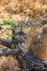 fallen log laying in golden wild oats grass