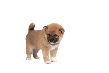 Obraz premium Shiba Inu puppy standing isolated on a white background with space for tekst copy space