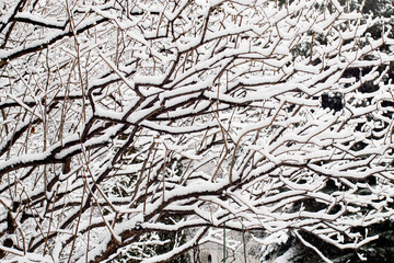 Black tree branches in the snow against the sky. Curved tree branches. White background. Branches on the snow. Amazing and Terrible.