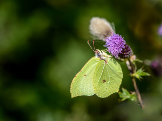 Common Brimstone butterfly on a thistle flower