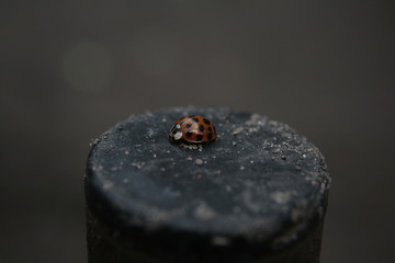 Ladybug © Gabriel