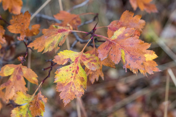 Bright colors of autumn