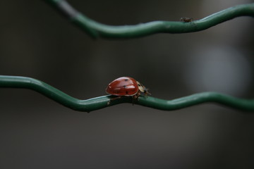 Ladybug on a wire © Gabriel