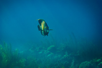 Fototapeta na wymiar Mature French Angelfish swimming in blue waters