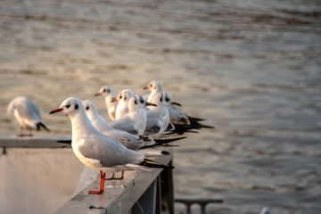 Seagulls by the river at sunset