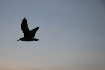 Silhouette of a seagulls by the river in the winter
