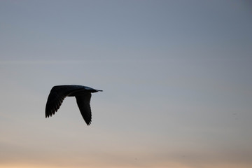 Silhouette of a seagulls by the river in the winter