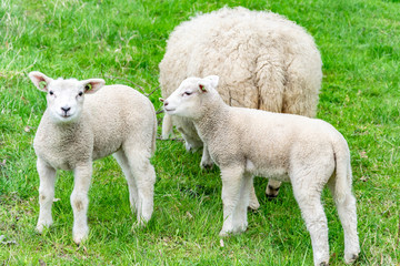 Lambs and a sheep graze on a green spring pasture. Two little cute lamb close-up.