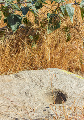 a round hole in the ground made by a burrowing animal for safety