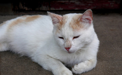 Fototapeta na wymiar An ordinary short-haired white-red cat rest on the cement pavement.