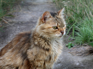 Beautiful fluffy European cat in front with sad eyes and a pensive look on the garden track , selective focus.