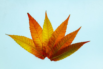 random leaves autumn color abstract full rainbow some