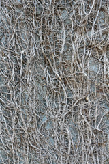 Dried out climbing plant on old wall