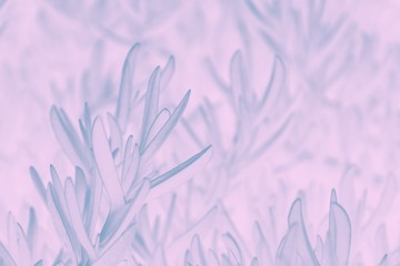 Pale pink with gray abstract background. Pastel. Succulent plant pattern