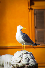 Obraz premium GAIVOTA DE ROMA