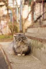 A handsome fluffy cat sits on the steps at the entrance to the house. Sad homeless cat, beautiful animal