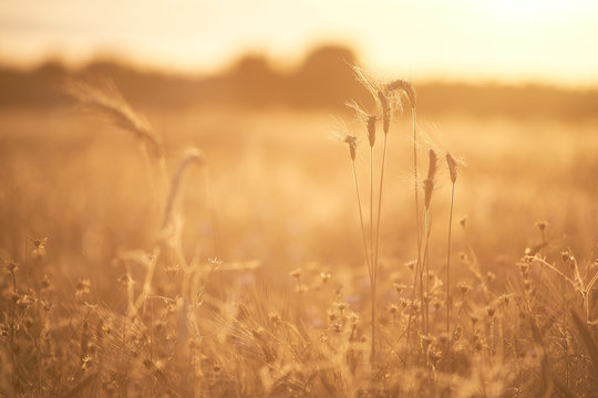 Golden rye field on a sunny afternoon