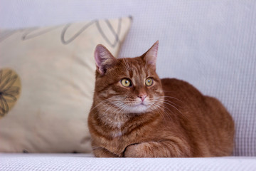 Beautiful red cat lying on white sofa. The pet is resting at home.