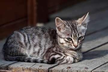 tumor on the head of a sick stray kitten cones on the cheek cancer