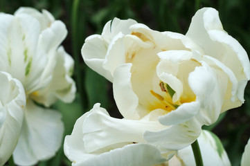 Decorative tulip of white color with green splashes on the petals, in a blossomed form on a dark green blurred background. Close-up shot on a sunny day