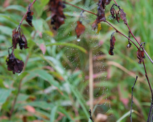 Close up of spider web with water droplets on it after a rain