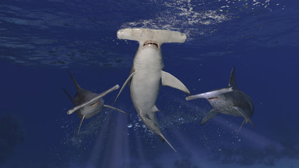 3 hammerhead sharks patrolling together underwater posing and looking suspicious 3d rendering - obrazy, fototapety, plakaty