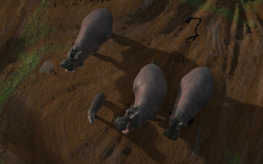 Hippo family view from top drone camera 3d rendering