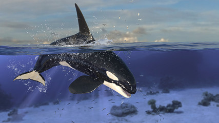 Orca killer whale diving down to underwater after jumping out of sea 3d rendering © bekirevren