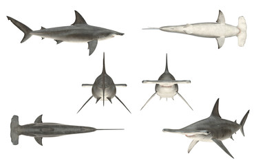 Multiple angle views of hammerhead shark with 6 different view isolated white background 3d rendering - obrazy, fototapety, plakaty