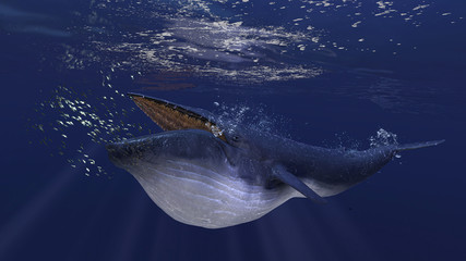 Blue whale underwater close to the sea surface chasing school of fish 3d rendering
