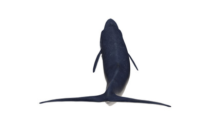 Isolated blue whale view from back tail  on white background extended mouthful open ready to cutout 3d rendering