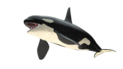 Isolated killer whale orca open mouth right diagonal view on white background cutout ready 3d rendering