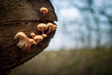 various small tree fungi grow from a sawn-off tree trunk