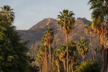 Fototapeta na wymiar Palm Trees - California Desert Landscape 