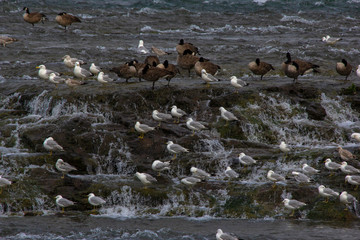 Seagulls and geese resting on rocks