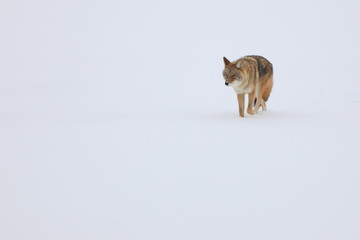 Coyote isolated on a snowy frozen river - 314766331