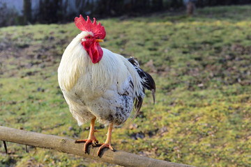 A white rooster with a red comb sits on a wooden pole on a farm above the meadow with room for text