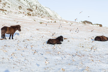 Icelandic horses walk in the winter in the snow on a hillside