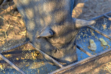 Pigs on the farm. Dark color pig. Many pigs walk and eat. Agriculture pig breeding. Farm for breeding animals. A few cute dark-colored piglets lie in various poses on the ground in the barn yard.
