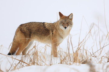 Coyote standing on snowy frozen river bank - 314766957