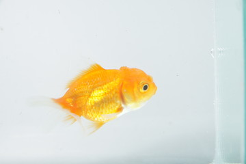 oranda goldfish / Carassius auratus auratus, on an isolated background
