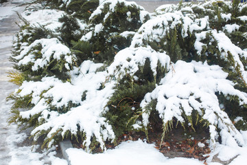 Green bushes covered with snow close up