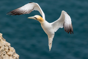 Gannet in flight